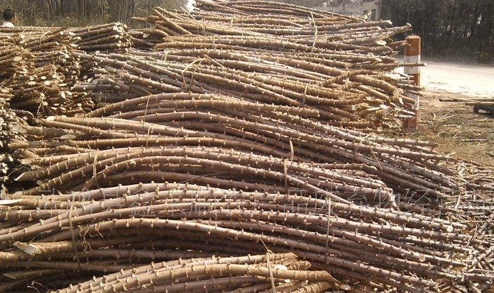 []“毒性巨大”的农作物，美国人不敢吃，在中国受热捧