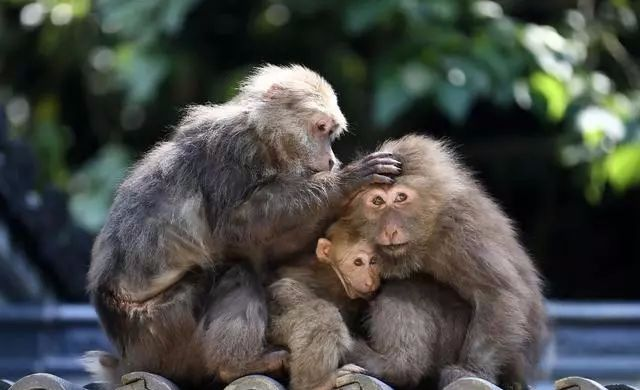 #运势#1980年40岁“猴之人”的未来5年,老人讲的不骗人!