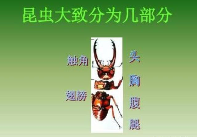 昆虫|为什么生食昆虫时把头拧掉，剩下的就都可以吃了？