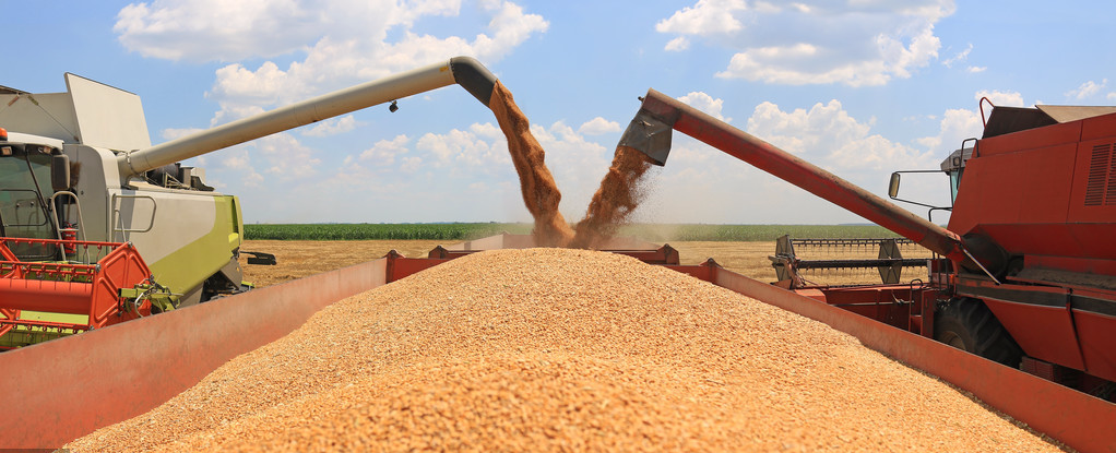 「拍卖」玉米价格会不会随着行情的冷却，进入下滑通道？三个原因要了解