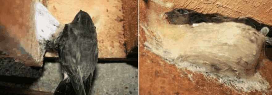 燕子|为何鸟类中只有燕子不害怕人类, 敢在人类的地盘筑巢？涨知识了