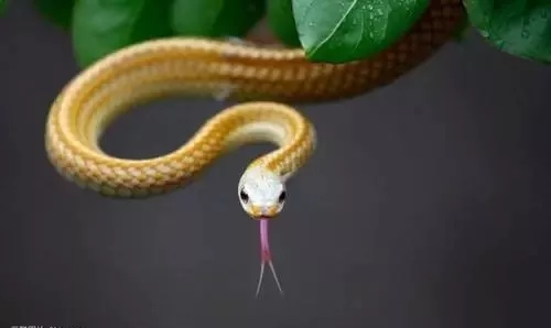 #属蛇#苦命蛇，你恐怕有“麻烦事”缠身，还不“警惕”吗？