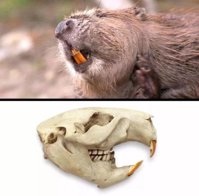 『鳄鱼』二十张大家从未见过的照片,琥珀中的壁虎有点像鳄鱼!