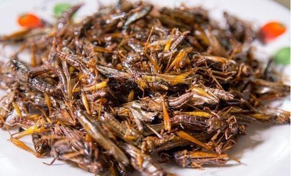 昆虫|为什么生食昆虫时把头拧掉，剩下的就都可以吃了？