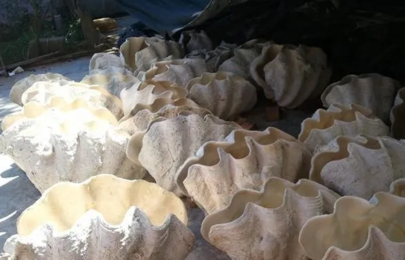 「文玩」冒充砗磲的文玩摇身一变又回来了