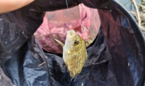 |“冰箱塞不下,邻居求别送”,鱼钓得太多原来也有烦恼!