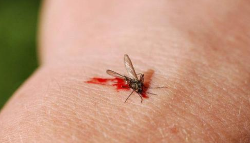 蚊子消失会带来什么影响？每年能拯救上百万人，生态系统陷入混乱