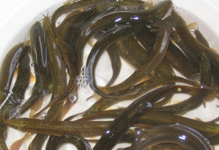 【】泥鳅需要掏内脏吗？不掏能吃吗？看完你就知道了！