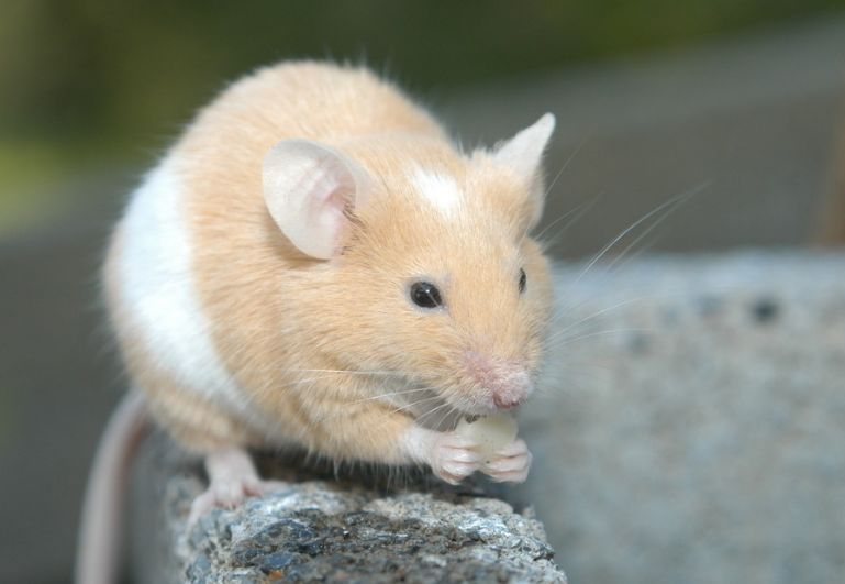 [属鼠]属鼠人：未来三天将发生大事件，是喜上喜？