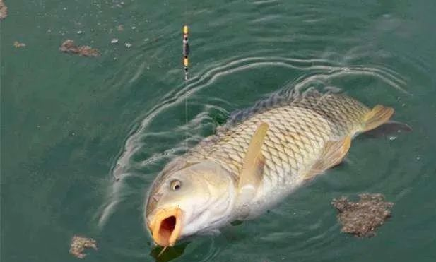 ■初夏钓鱼能够爆满，其中这5个优势不可小觑！——盛世三渔