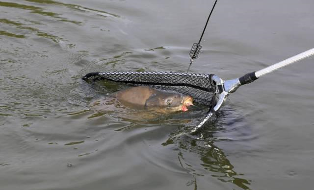 ▲野河垂钓滑口鲤鱼，钓友掌握这些，一准不走空