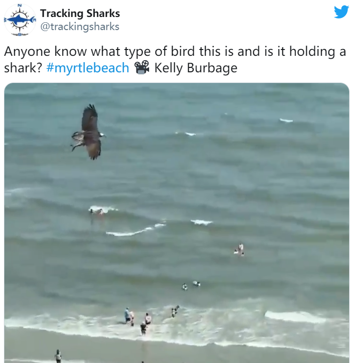 鲨鱼@巨鸟夹着大鱼在天上飞，众人狂猜：那是鲨鱼？专家回应了