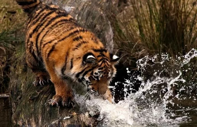 ：属虎的人 ，2020年，“百年好囍”送上门，接住后福无穷！