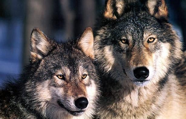 【冠状病毒】永冻层融化,1.8万年前的动物冻尸出土?这究竟代表着什么?