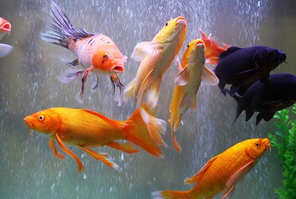 绝对是一个勤快、细致、有耐心的活，这三点做不到位的话，是很难把鱼养好的。