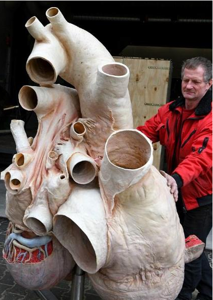 哺乳动物|世界上哪种动物的心脏最强壮?