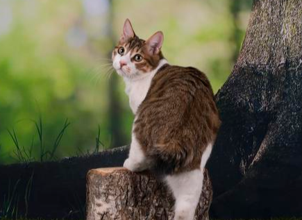 寺庙之猫与屋上之猫，相同的“招财猫”在中日两国不同的发展历史