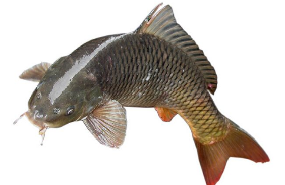 @世界上最“脏”的3种鱼！超多寄生虫，很多人不懂，还经常吃