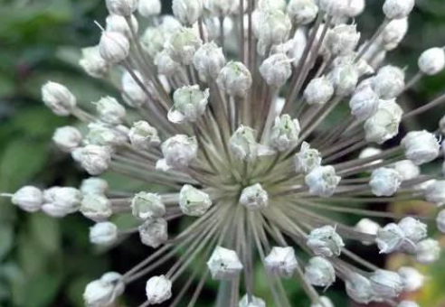 【】农民是怎样种出独头蒜的？