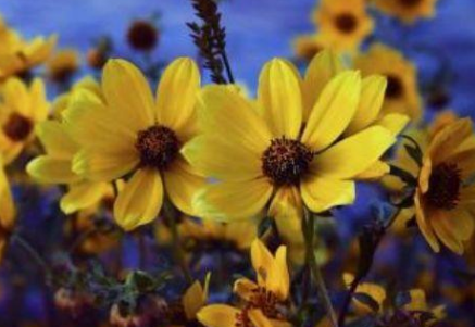 生肖▲5月开始桃花朵朵遇真爱，意外之财数不胜数的生肖，事事顺利美满