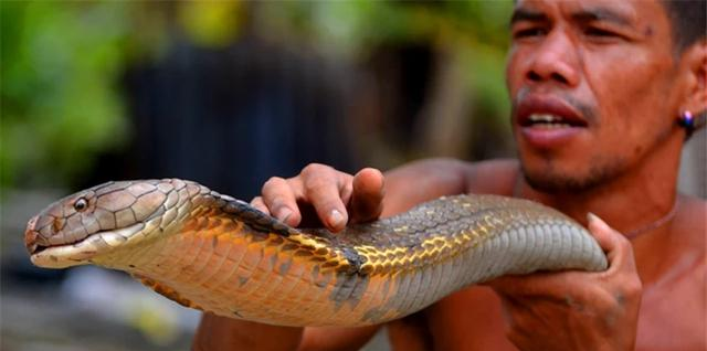 眼镜王蛇@3斤重眼镜王蛇是成体吗？