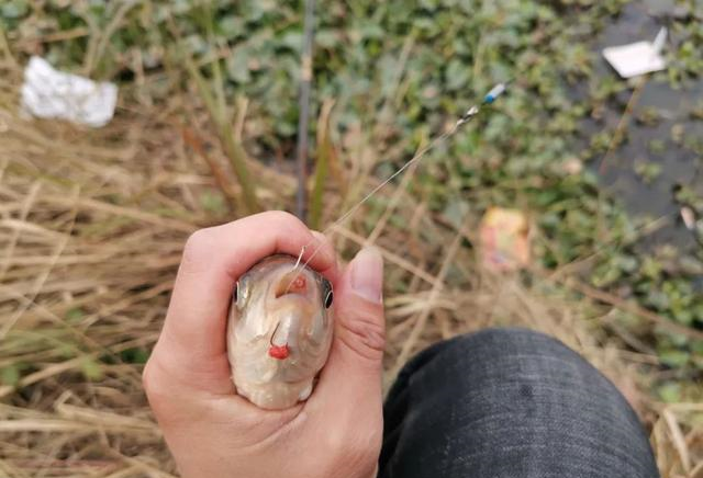 『饵料』陈年老塘难钓鱼，是浆层太厚鱼难寻钩饵？错，是窝里根本没鱼