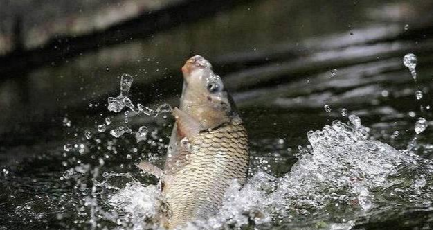 古人类|如果人类不杀鱼的话，鱼会不会老死？