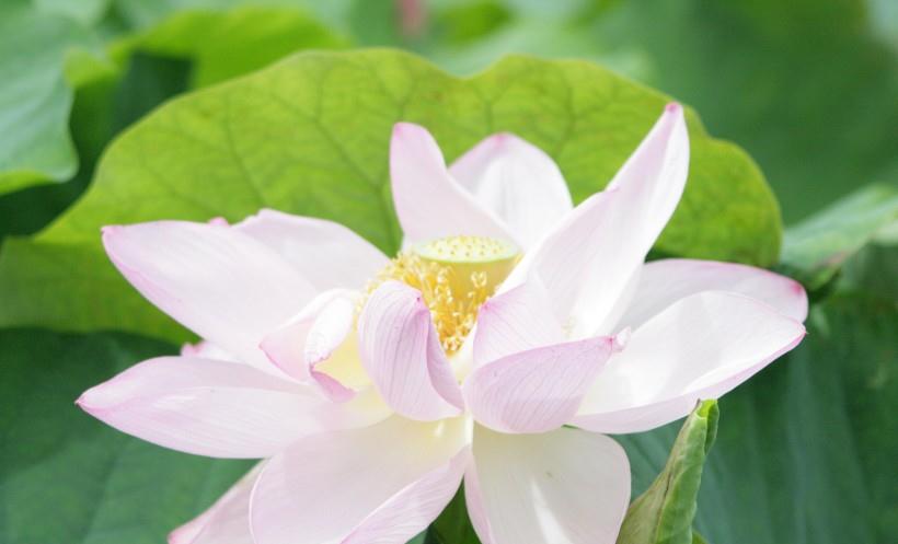 旧爱|本月底，翻身行运，财运大开，逃不掉好日子的四生肖