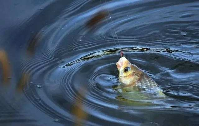 |钓鱼时子线的长度怎么选择?双钩的距离与子线长短有什么关系?为你一一解答