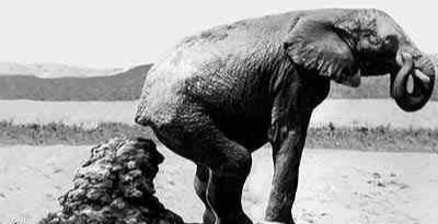 |为什么人类在进化过程中排泄物会进化为臭的？