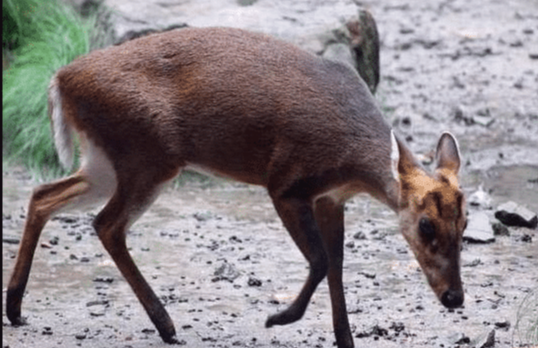 「大熊猫」中国捂得最严实的动物，比大熊猫金贵，外国人眼红就是没法得到