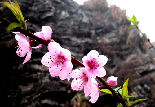 ▲莫负三春桃花雨，谁人桃下种相思；桃花诗十四首，好留香梦一行诗