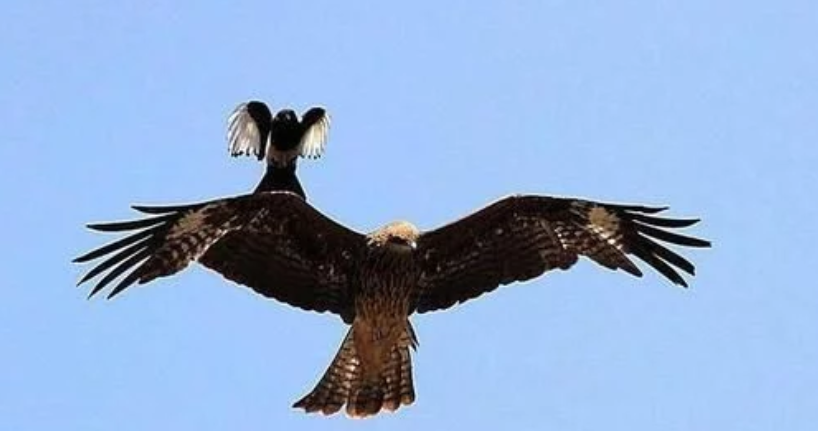 毒蛇▲老鹰连毒蛇都吃，却唯独不敢吃喜鹊，原因竟是因为这个