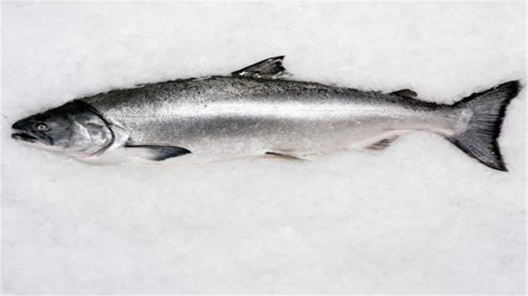 「三文鱼」澄清了！我们都冤枉三文鱼了....