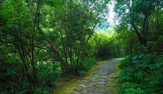@人间天堂，南海湾森林生态园山清水秀，让我们一起“森呼吸”
