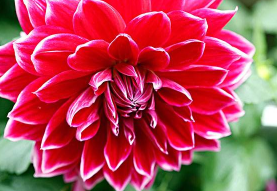 生肖▲最幸运的三大生肖，到哪儿都吃得开，混得好