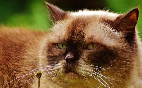 亲戚来了，他家的小孩害怕猫咪，不想把猫咪关在别的屋子，可以这样做。