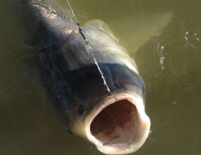 鲫鱼|新发现：鲫鱼“死敌”，只需一丢丢，扔河里，天天炖野生鲫鱼汤