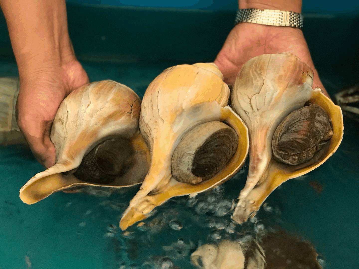 「潮汕」潮汕人最爱这种海鲜，价格“贵”得离谱，连鲍鱼都不及它
