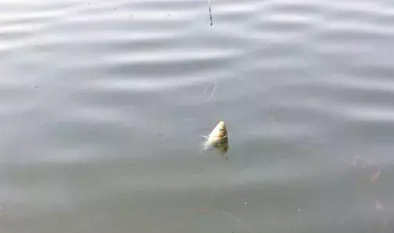 『标题党』熊还是狗?男子河边钓鱼,竟发现一个树洞藏着一群小兽