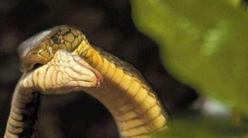 「眼镜王蛇」在农村看见两条眼镜王蛇正在交配，突然上面的眼镜王蛇把下面的给吃了！