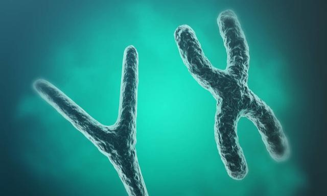 「染色体」男人更短寿?科学家:罪魁祸首是他们身上的这个“小东西”