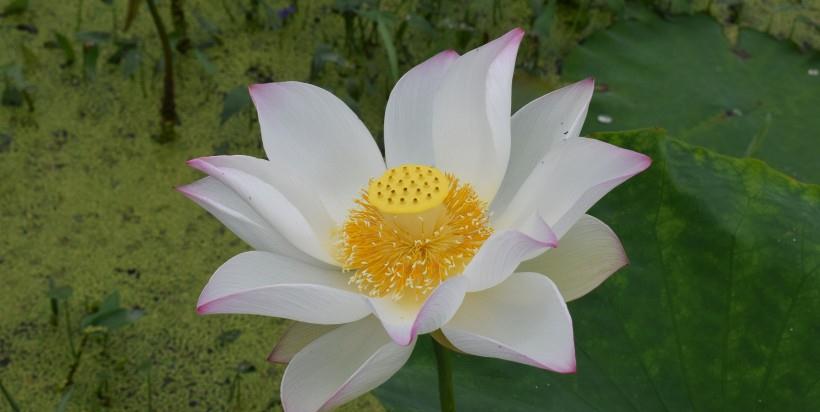 生肖|8月财运爆发,事业好转,财路大开,桃花朵朵开的三生肖