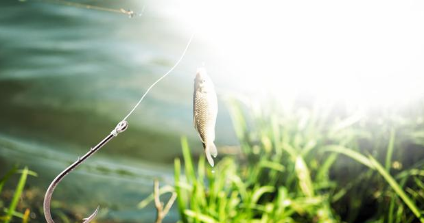 【饵料】夏季野钓,又有几招教你快速钓获大板鲫