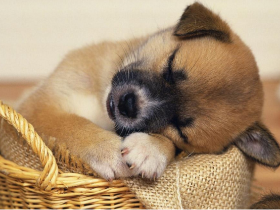 家里的宠物狗都很温顺，即使挨打也不反抗，或许它们也有想法吧