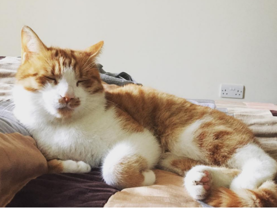 猫咪是一种怕冷的动物，要注意做好保暖，相关的方法应掌握