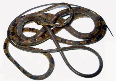 『毒蛇』这些蛇，有些人可能一辈子都不会遇到！