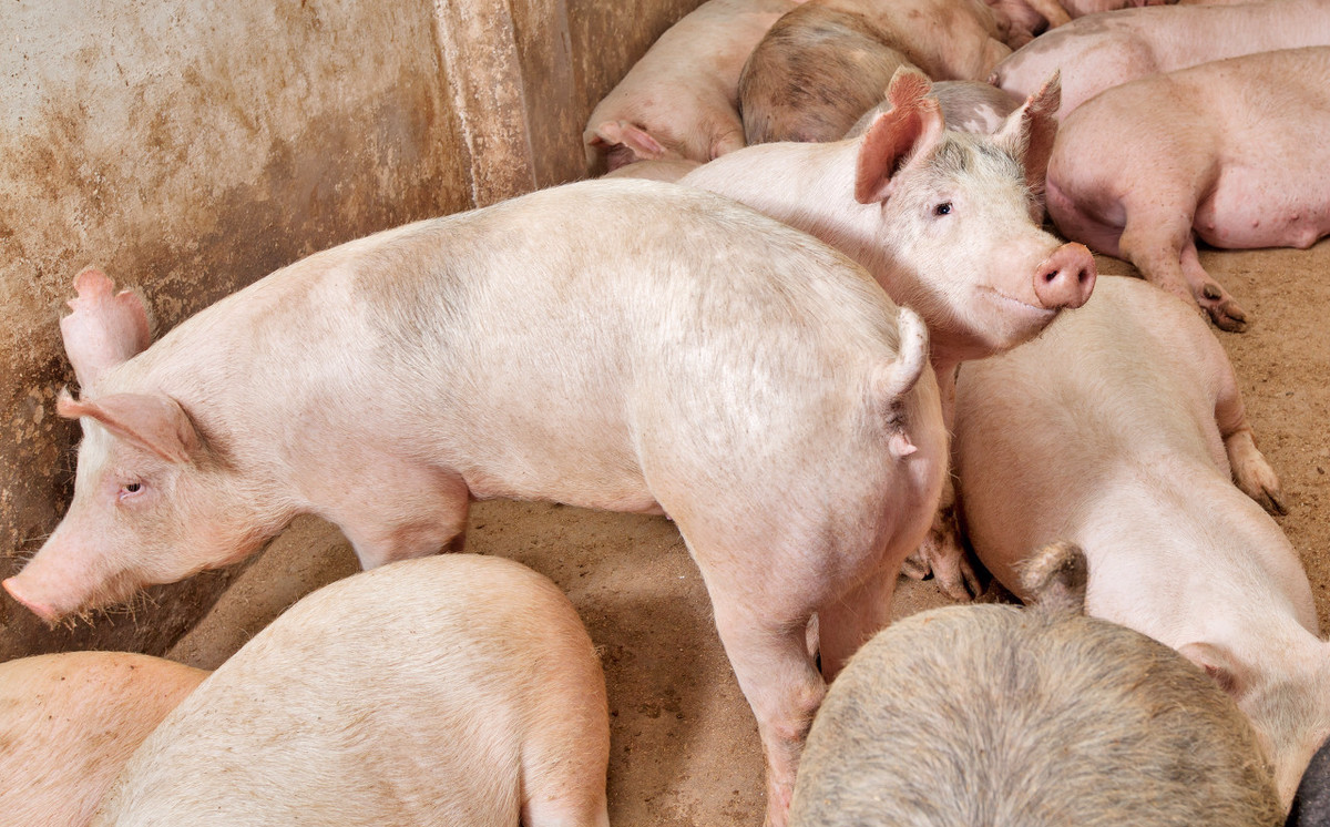 生猪价格■4月30日猪价：下跌无休止，五一猪价要凉？看看卖肉贩子怎么说