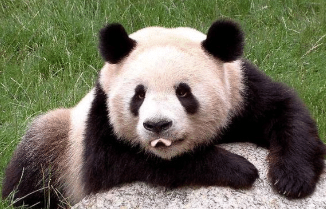 老虎|狮子和老虎为何从不吃大熊猫?熊猫:看清楚老子以前叫啥