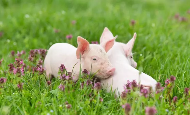 「运势」83年,71年,59年属猪人的一生!记住这些忠告!